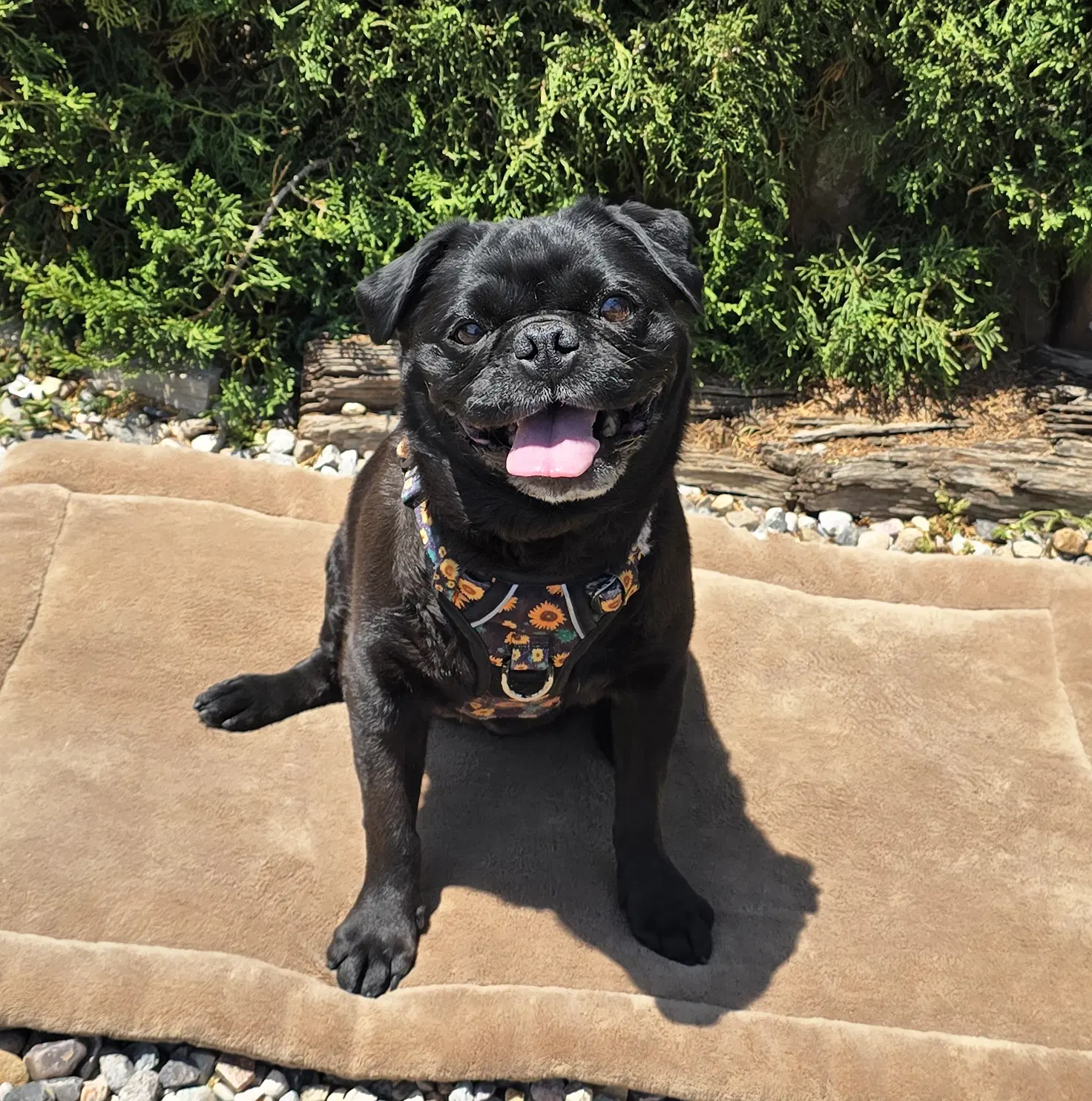 Precious Lil Ms Piggy  Lap Pug image 3