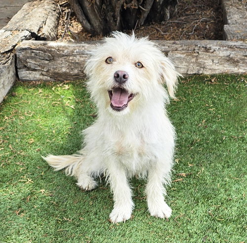 Darling Lil Mr Darby ~ Westiepoo, a dog for adoption from Pet-a-Bulls