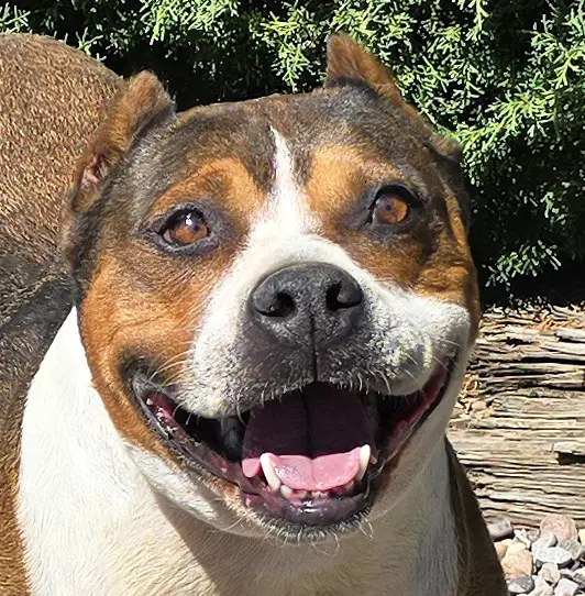 Tolerant Mr Topo  True Gentleman - American Staffordshire Terrier
