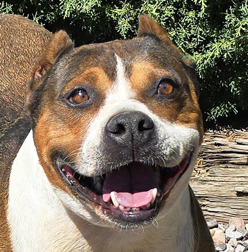 Tolerant Mr Topo ~ True Gentleman, a dog for adoption from Pet-a-Bulls
