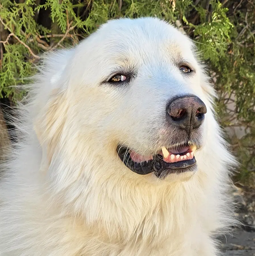 King Kai  Sweet Perfection - Great Pyrenees