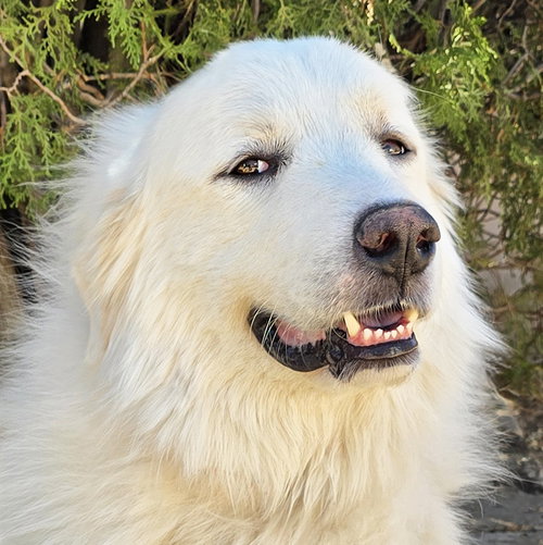 King Kai ~ SWEET Perfection !, a dog for adoption from Pet-a-Bulls