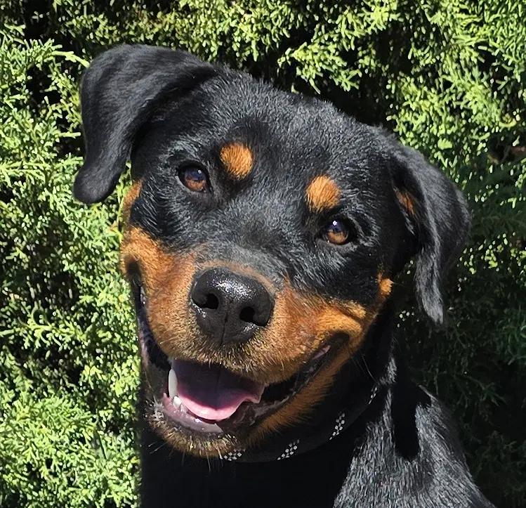 Kind Ms Kairi  Radiant Rottie - Rottweiler