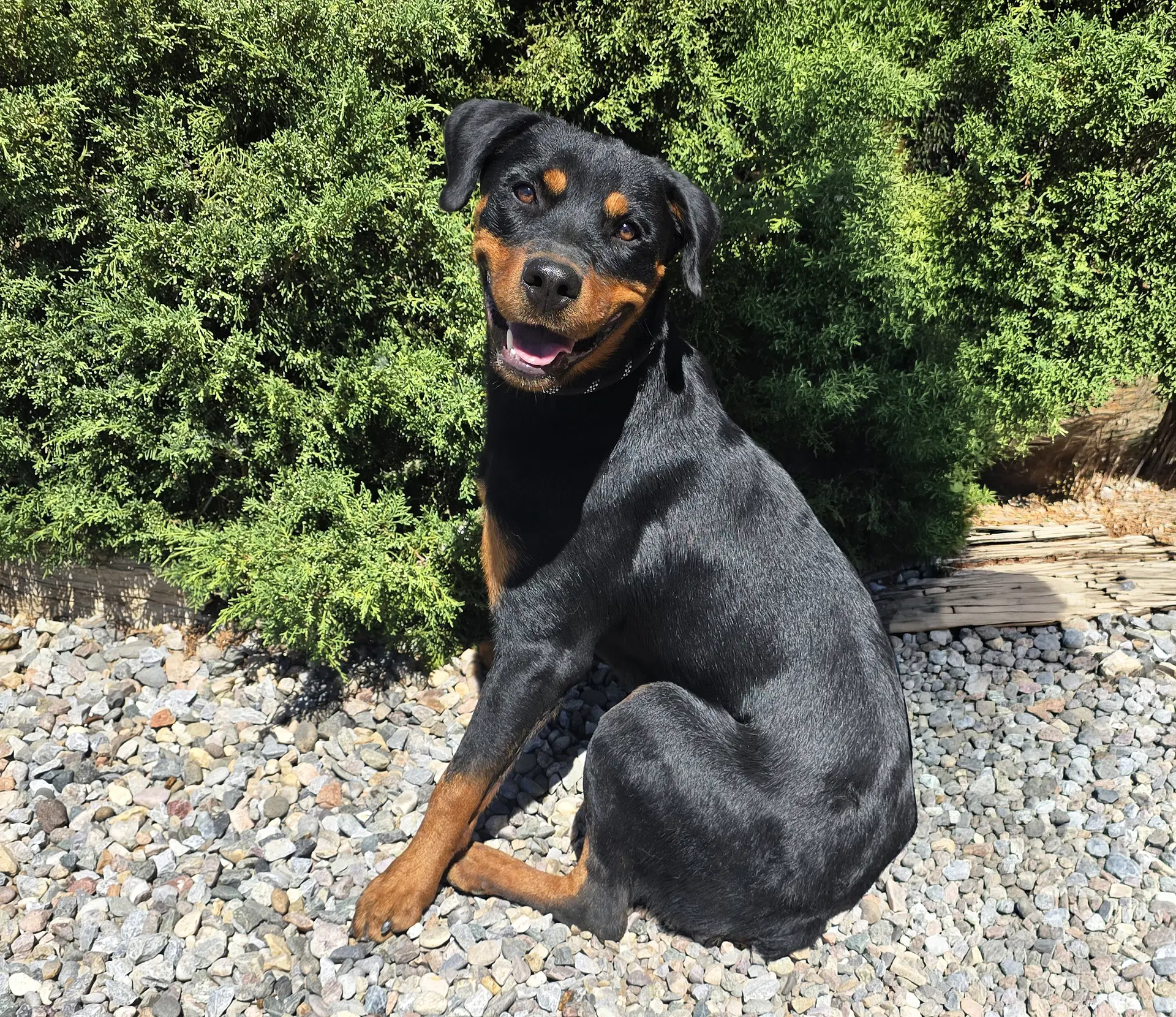 Kind Ms Kairi  Radiant Rottie image 2