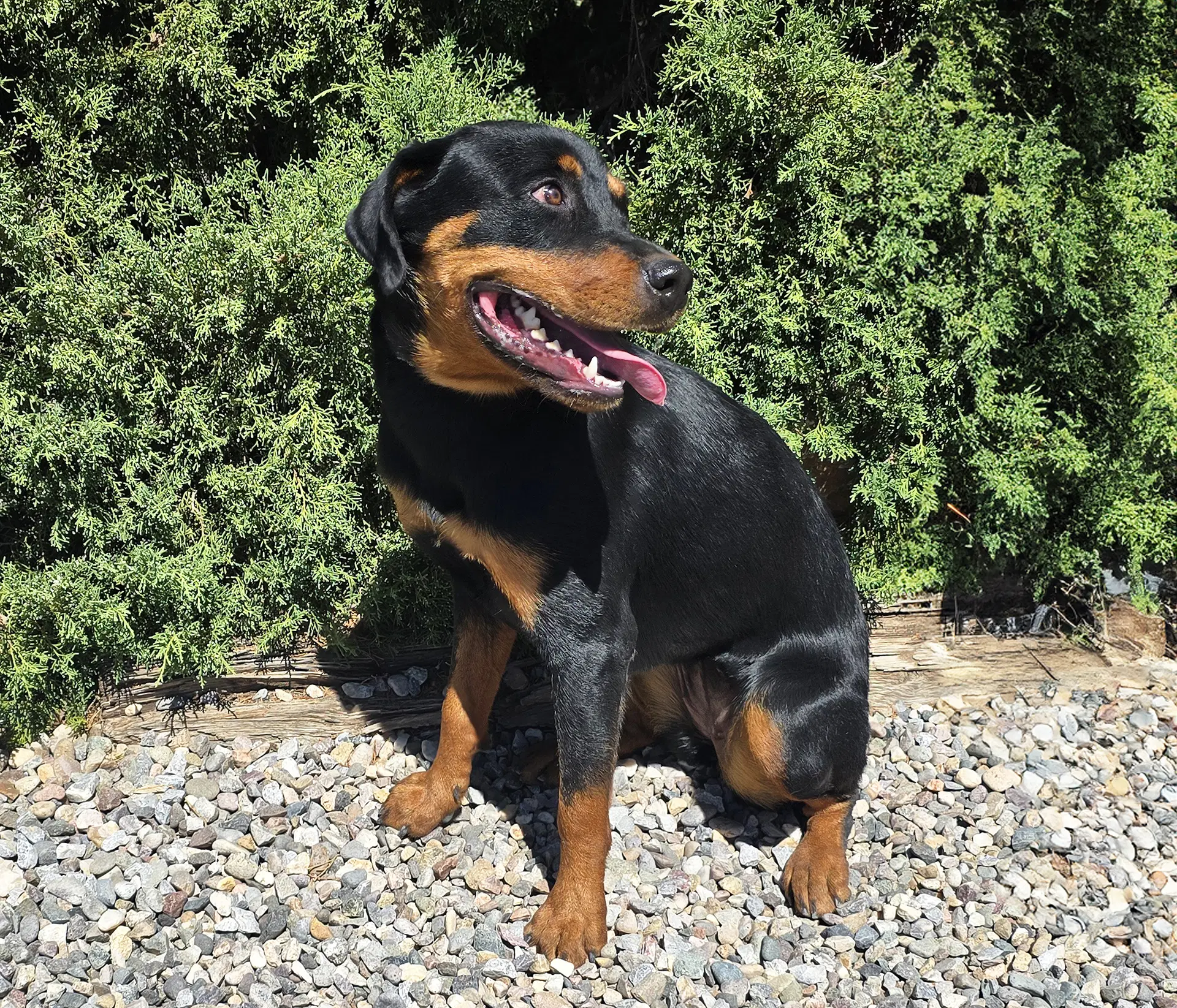 Kind Ms Kairi  Radiant Rottie image 3