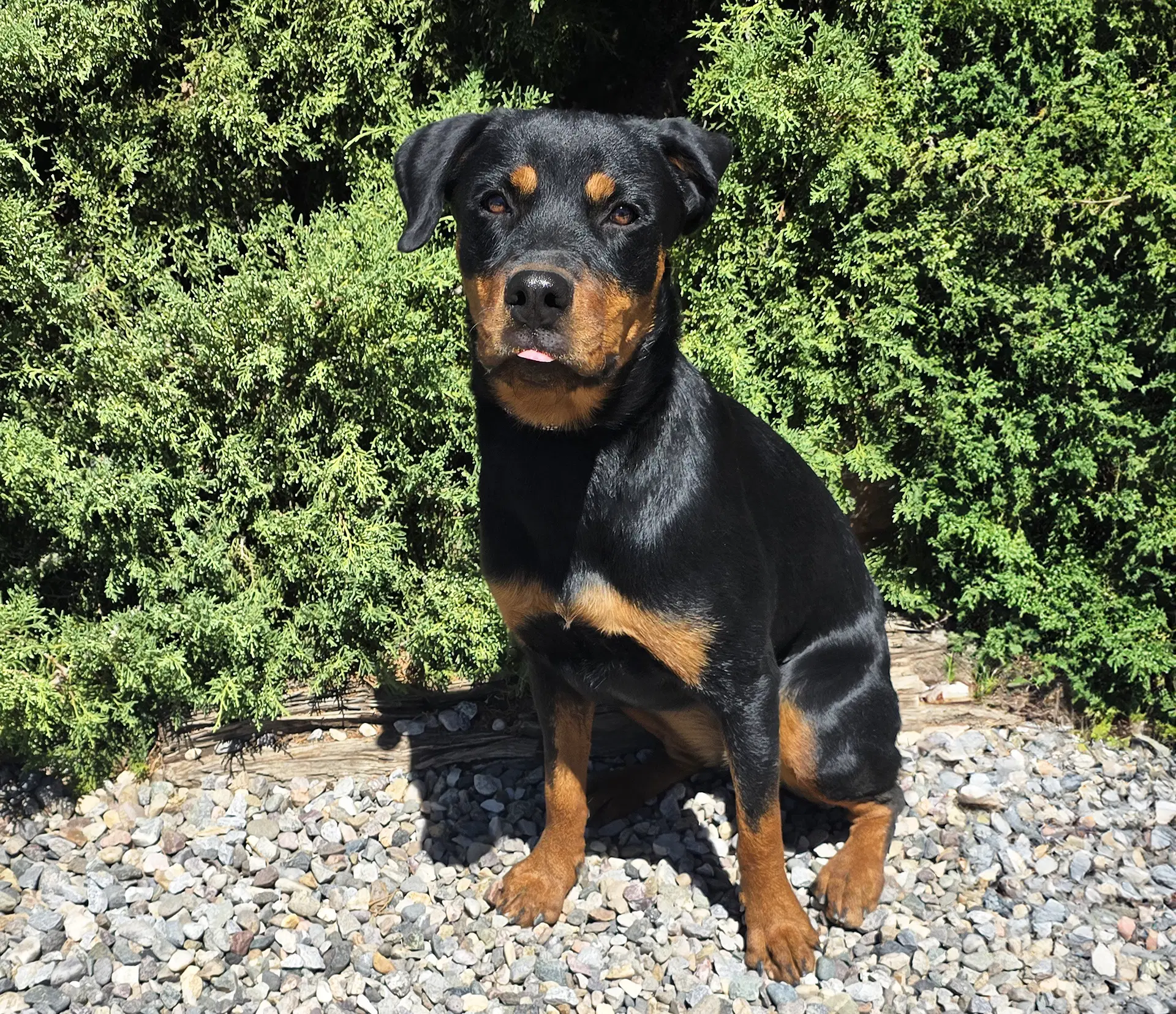 Kind Ms Kairi  Radiant Rottie image 4