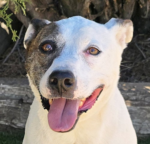 Terrific Ms Torie ~ Gentle Companion, a dog for adoption from Pet-a-Bulls