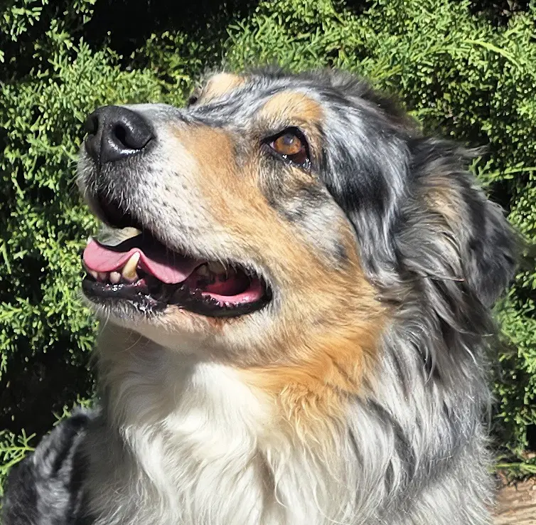 The Exquisite Ms Cami  O La La - Australian Shepherd