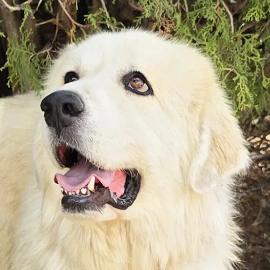 Beautiful Ms Butters De Golden Pyr Bonded Pair - Great Pyrenees