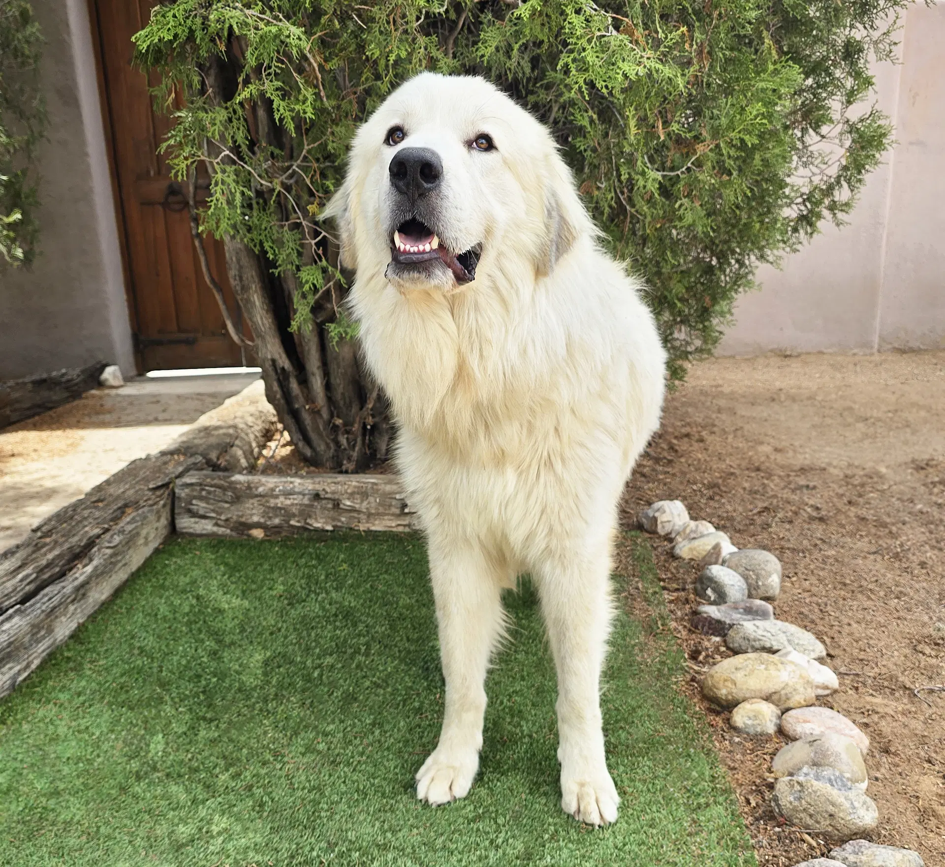 Beautiful Ms Butters De Golden Pyr Bonded Pair image 4