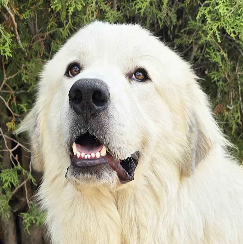 Bodacious Mr Biscuit Bonded Pair Great Pyrs - Great Pyrenees
