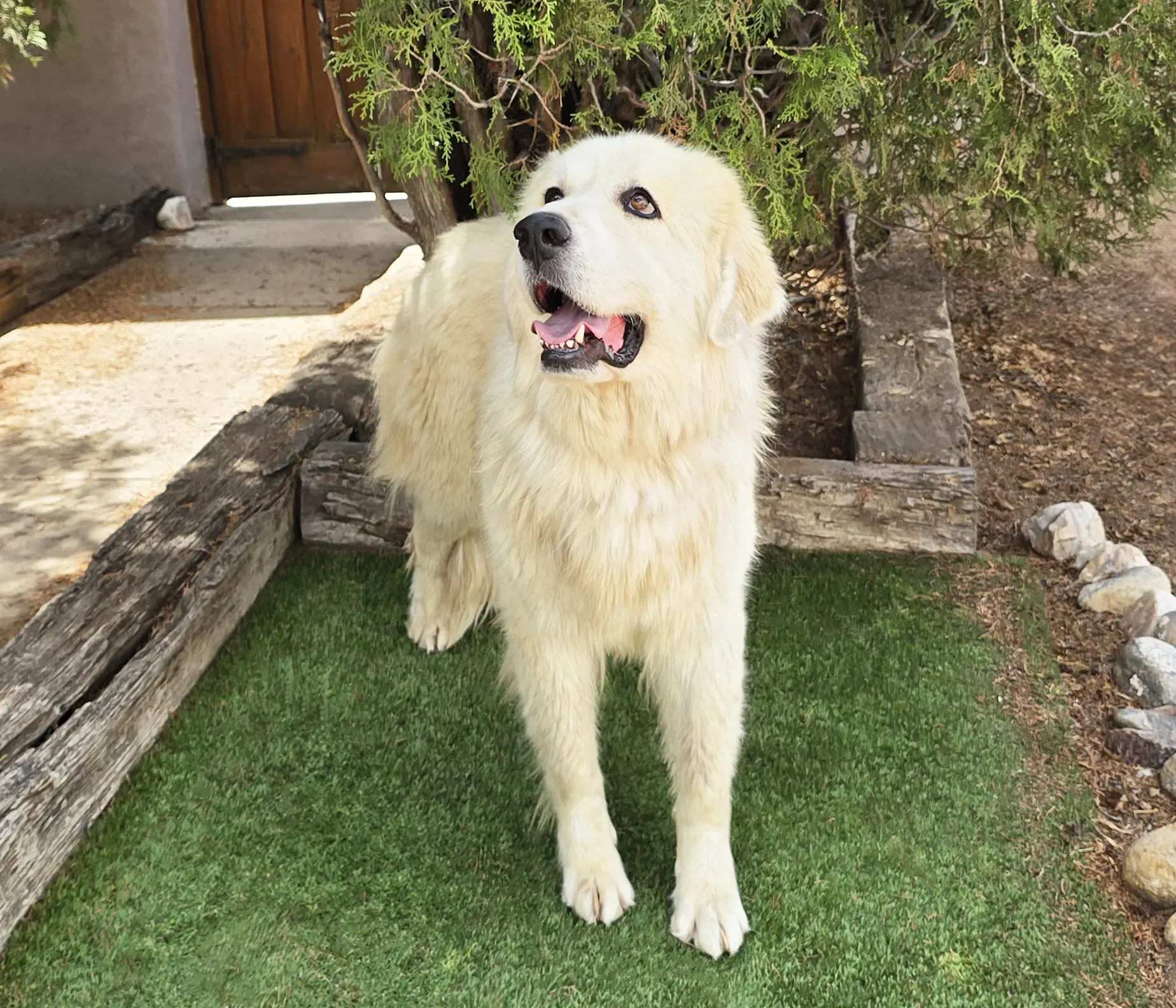 Bodacious Mr Biscuit Bonded Pair Great Pyrs image 4