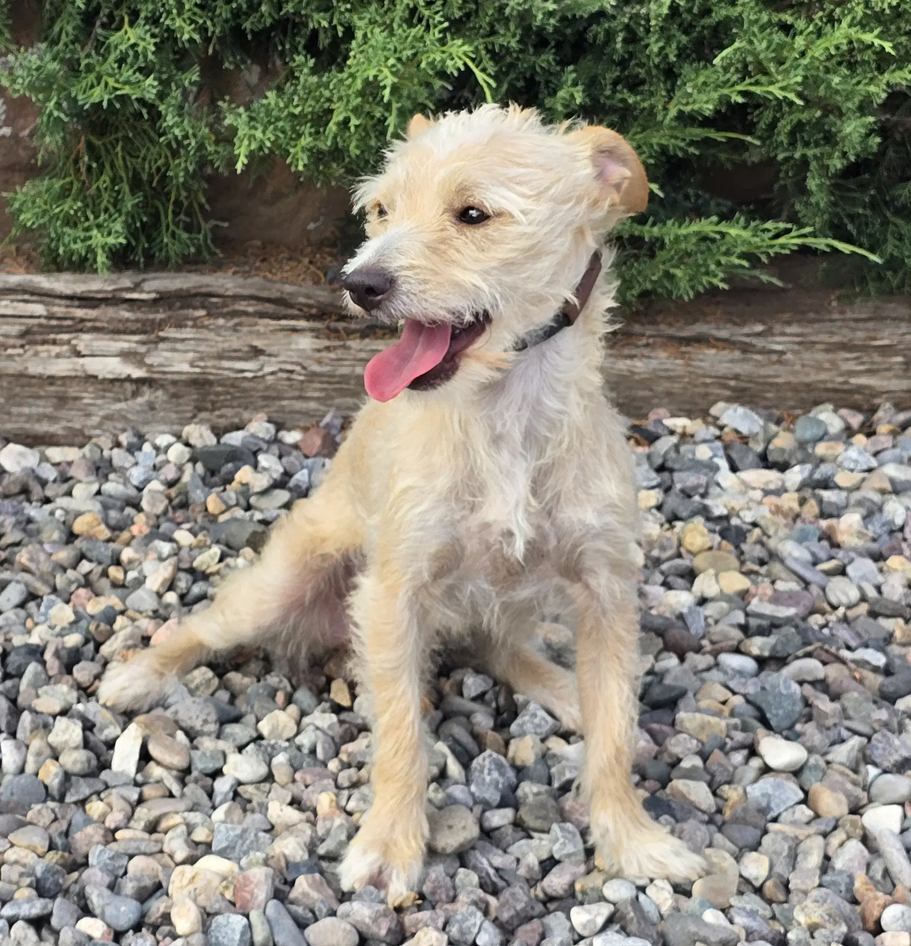 Polite Lil Mr Peanut  Calm Cuddle Bunny Terripoo - Norfolk Terrier