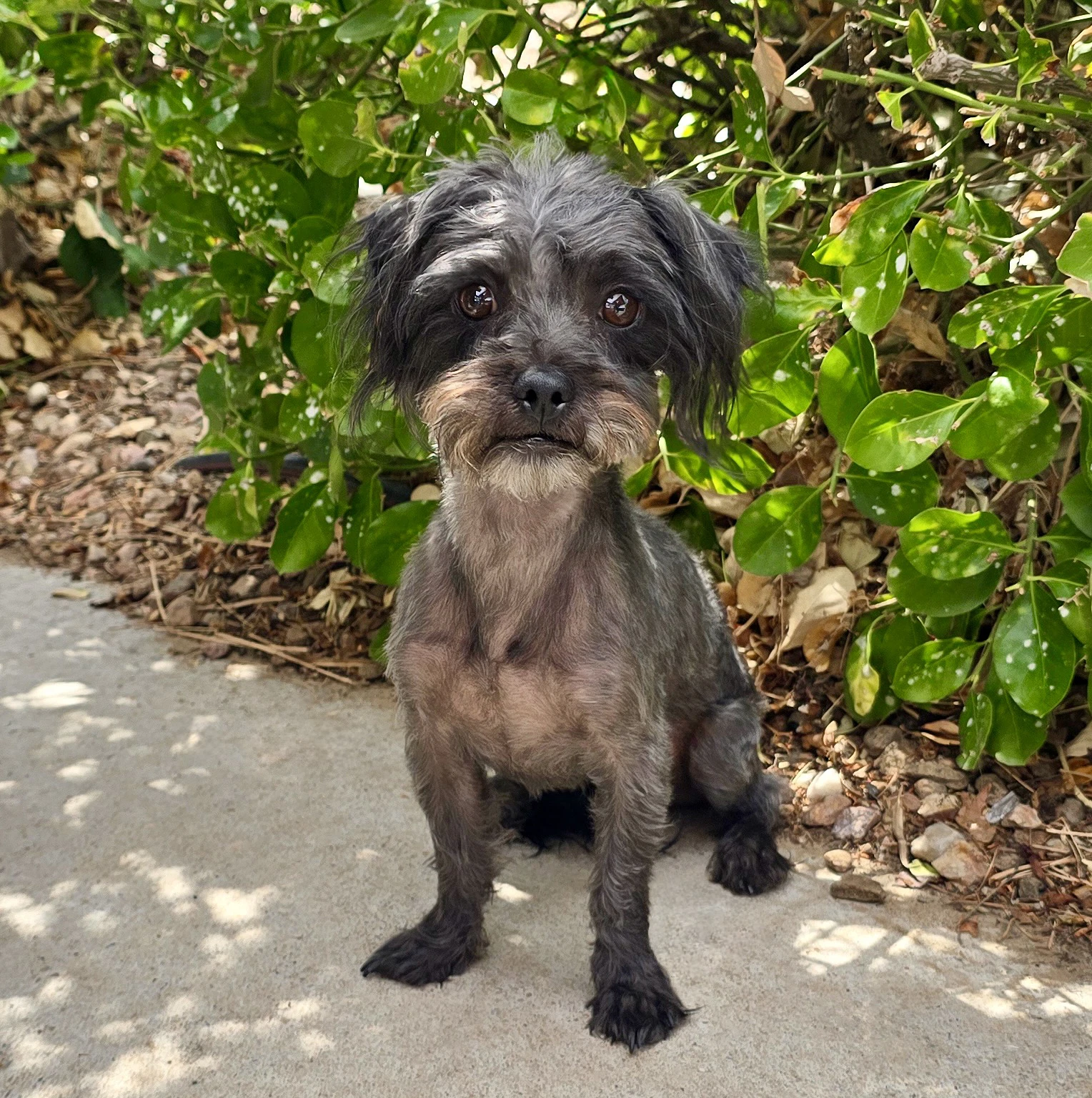 Amiable Lil Mr Abelard  Lap Poodle