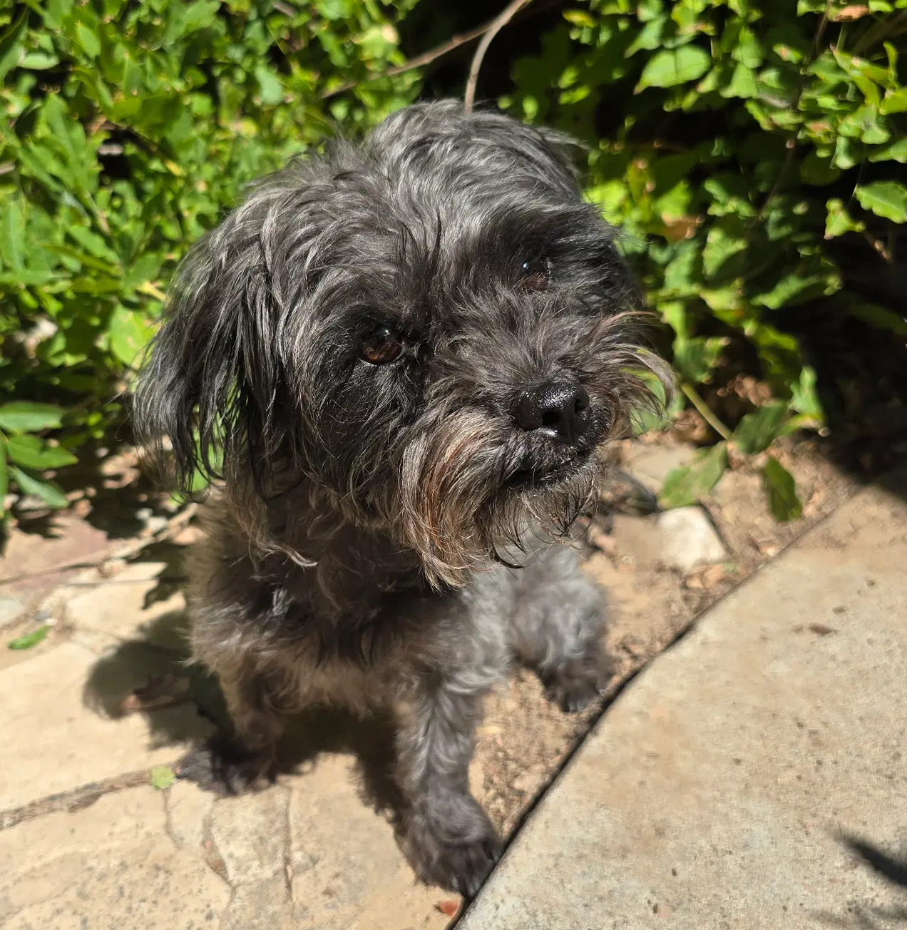 Amiable Lil Mr Abelard  Lap Poodle image 2