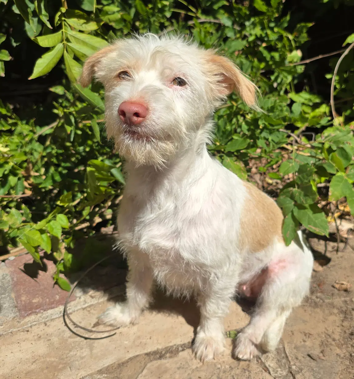 Fabulously Fun Lil Mr Fuzzy  Westiepoo - West Highland White Terrier Westie