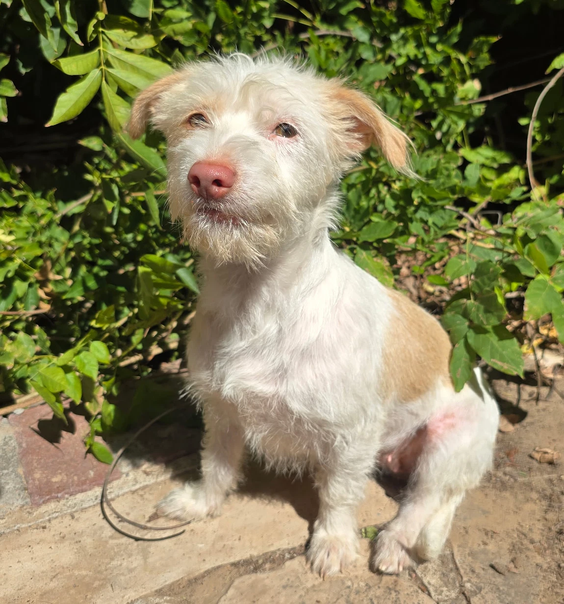 Fabulously Fun Lil Mr Fuzzy  Westiepoo