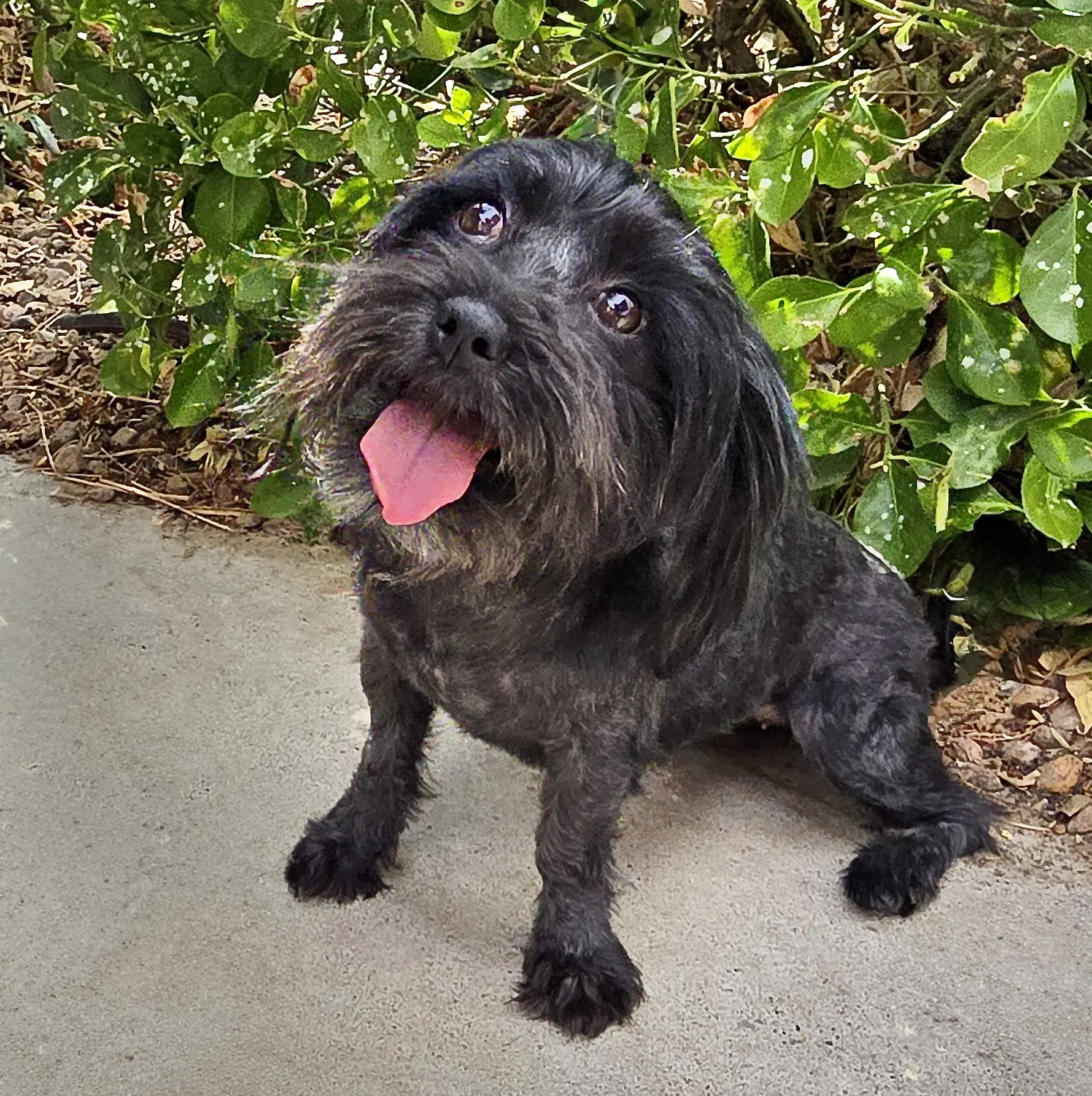 Happy Lil Ms Heloise  Schnoodle - Schnauzer