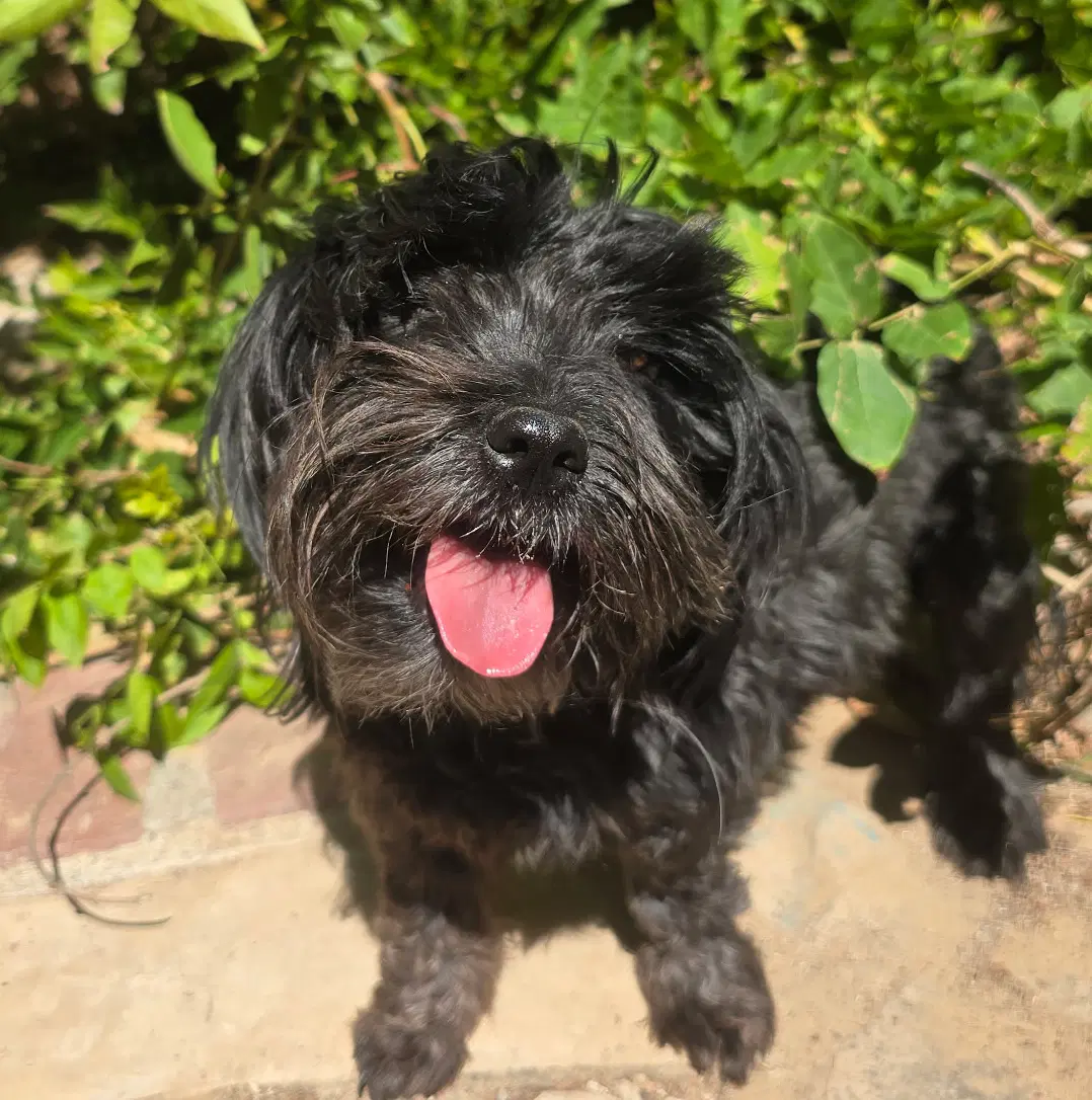 Happy Lil Ms Heloise  Schnoodle image 2