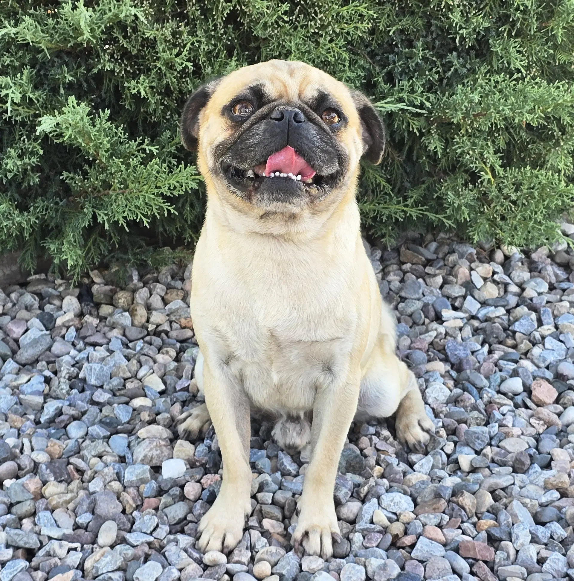 Ridiculously Cute Runyon  House Pug - Pug