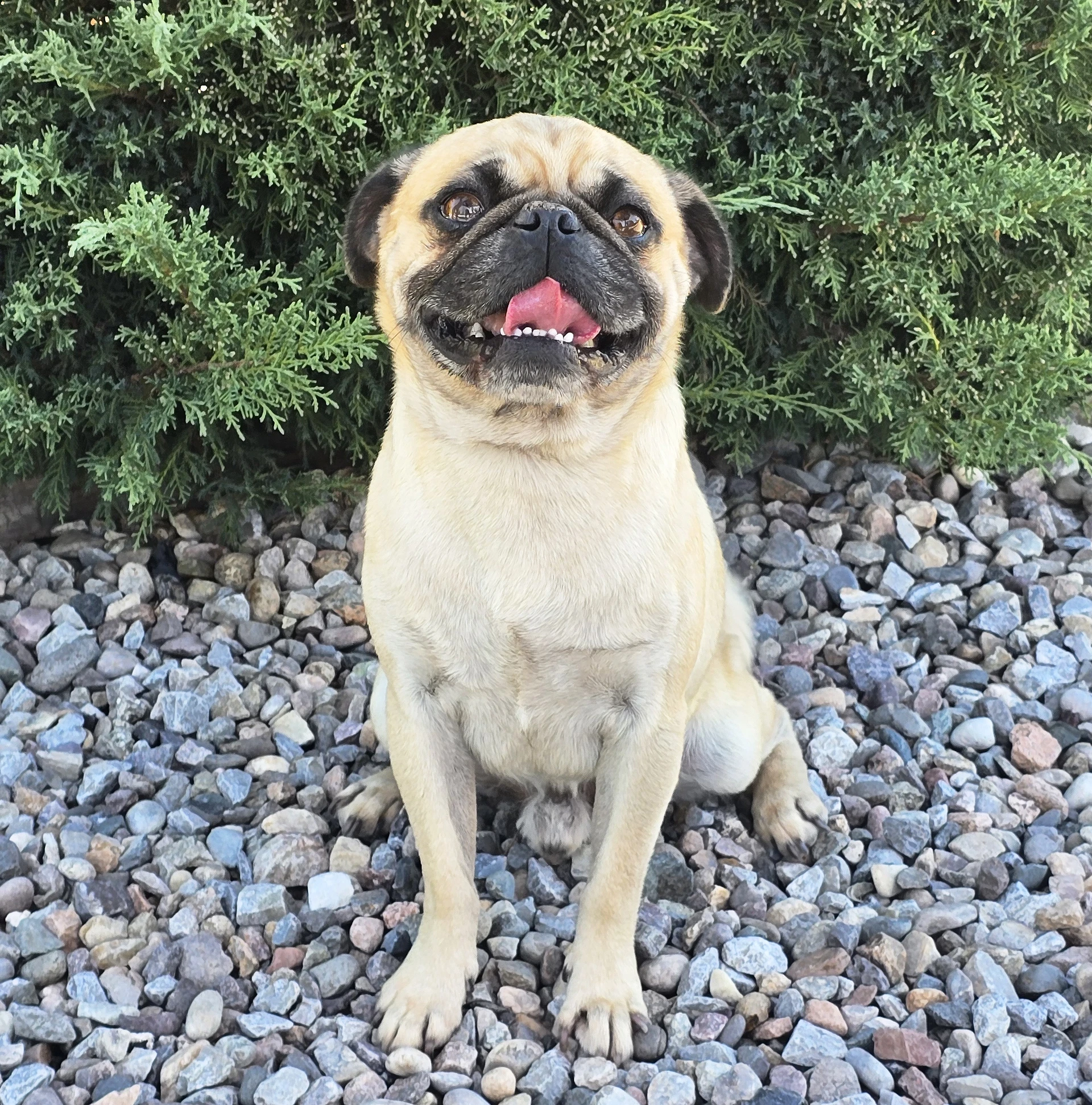Ridiculously Cute Runyon  House Pug