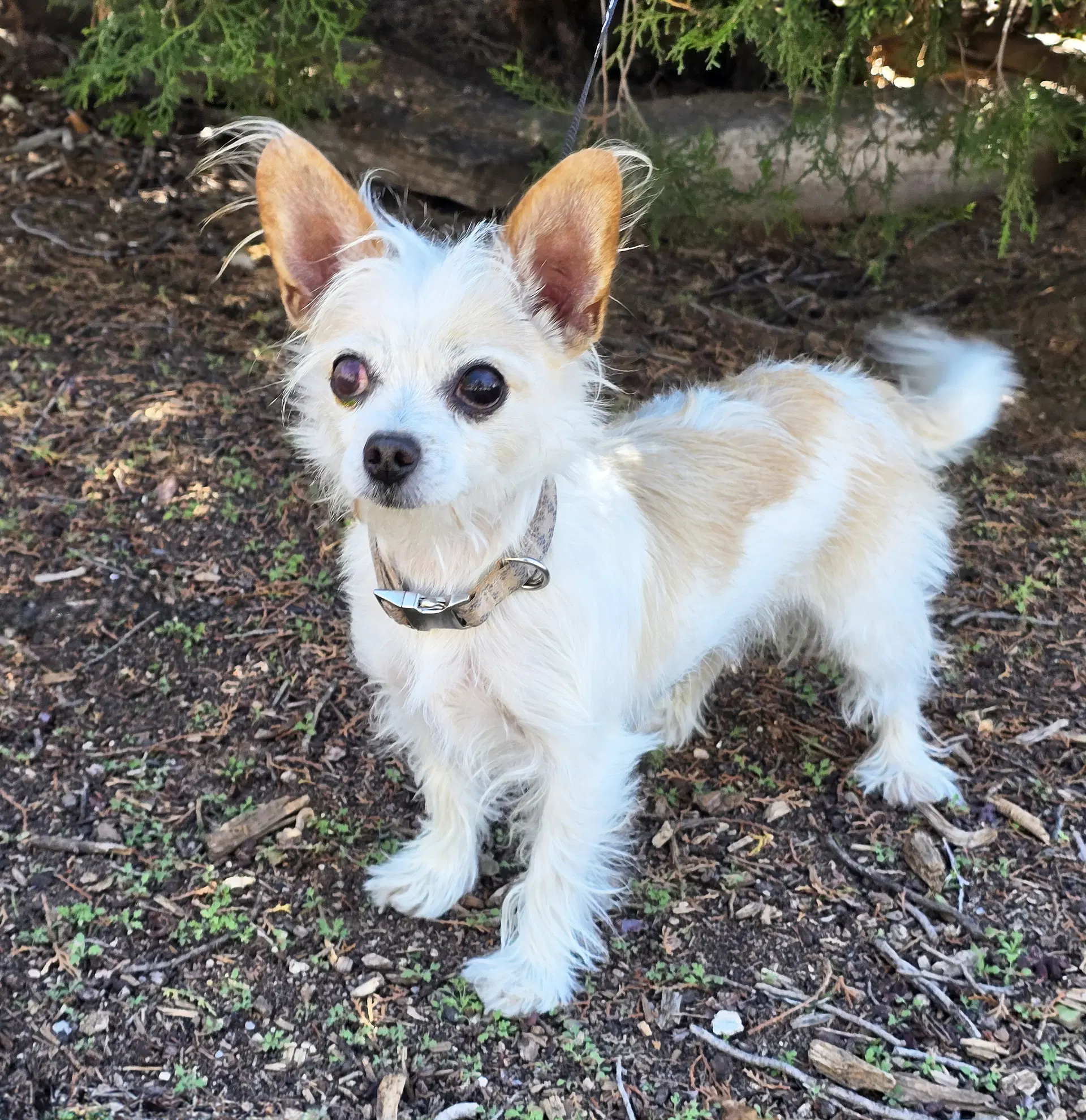 Talented Lil Mr Tanner  Lap Warmer Maltichi - Maltese