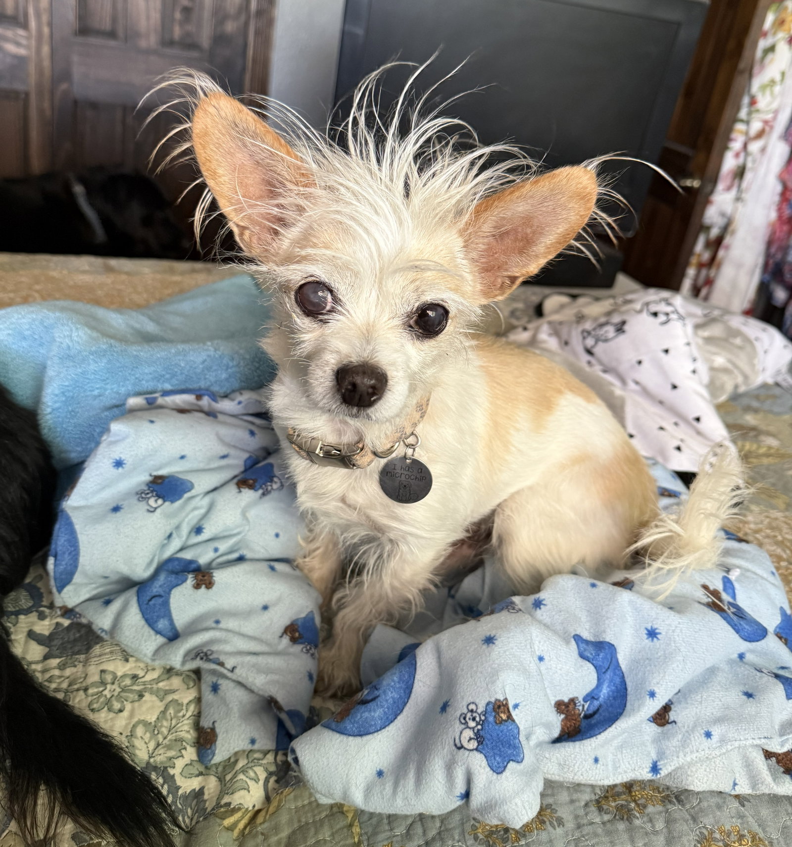 Talented Lil Mr Tanner ~ Lap Warmer Maltichi, photo 2