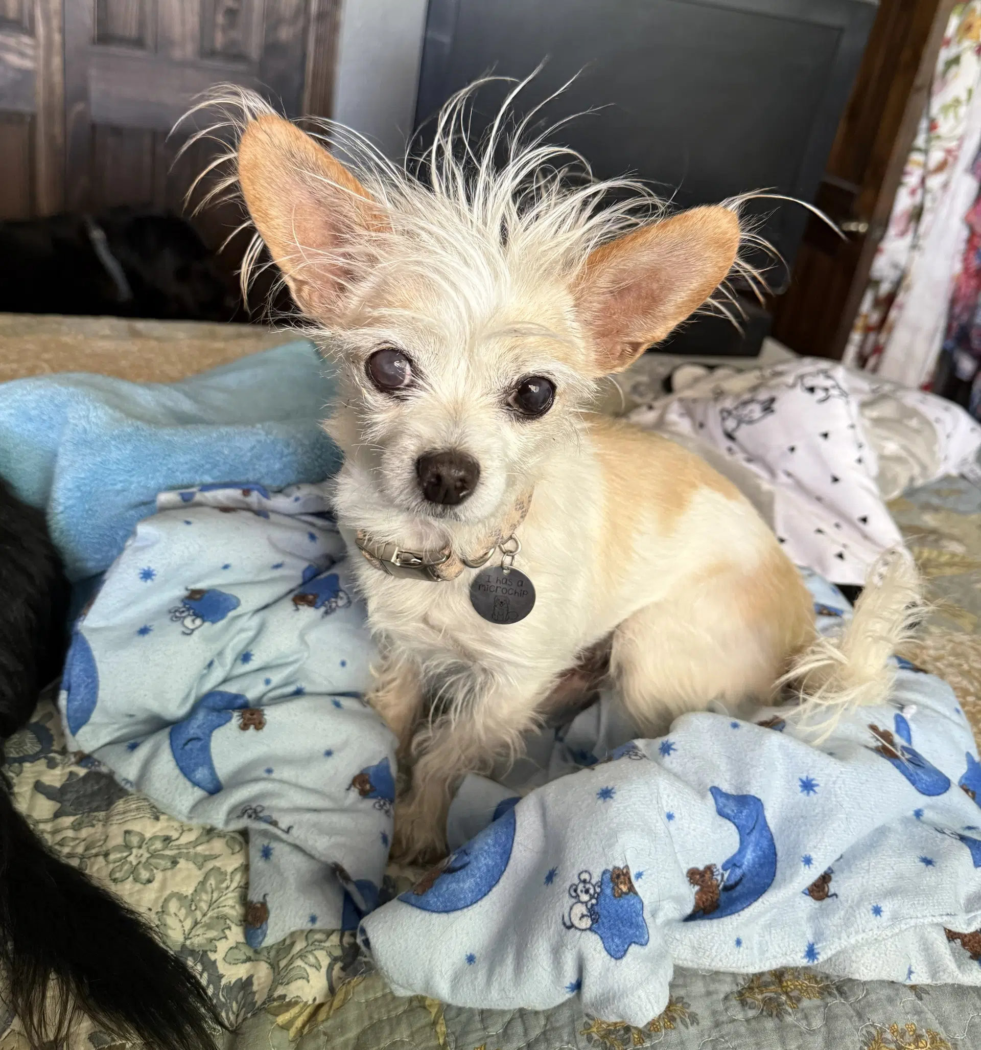 Talented Lil Mr Tanner  Lap Warmer Maltichi image 2