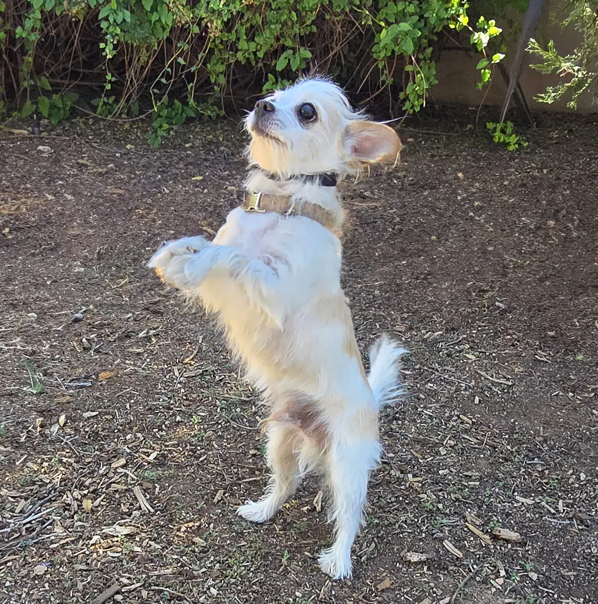 Talented Lil Mr Tanner  Lap Warmer Maltichi image 3
