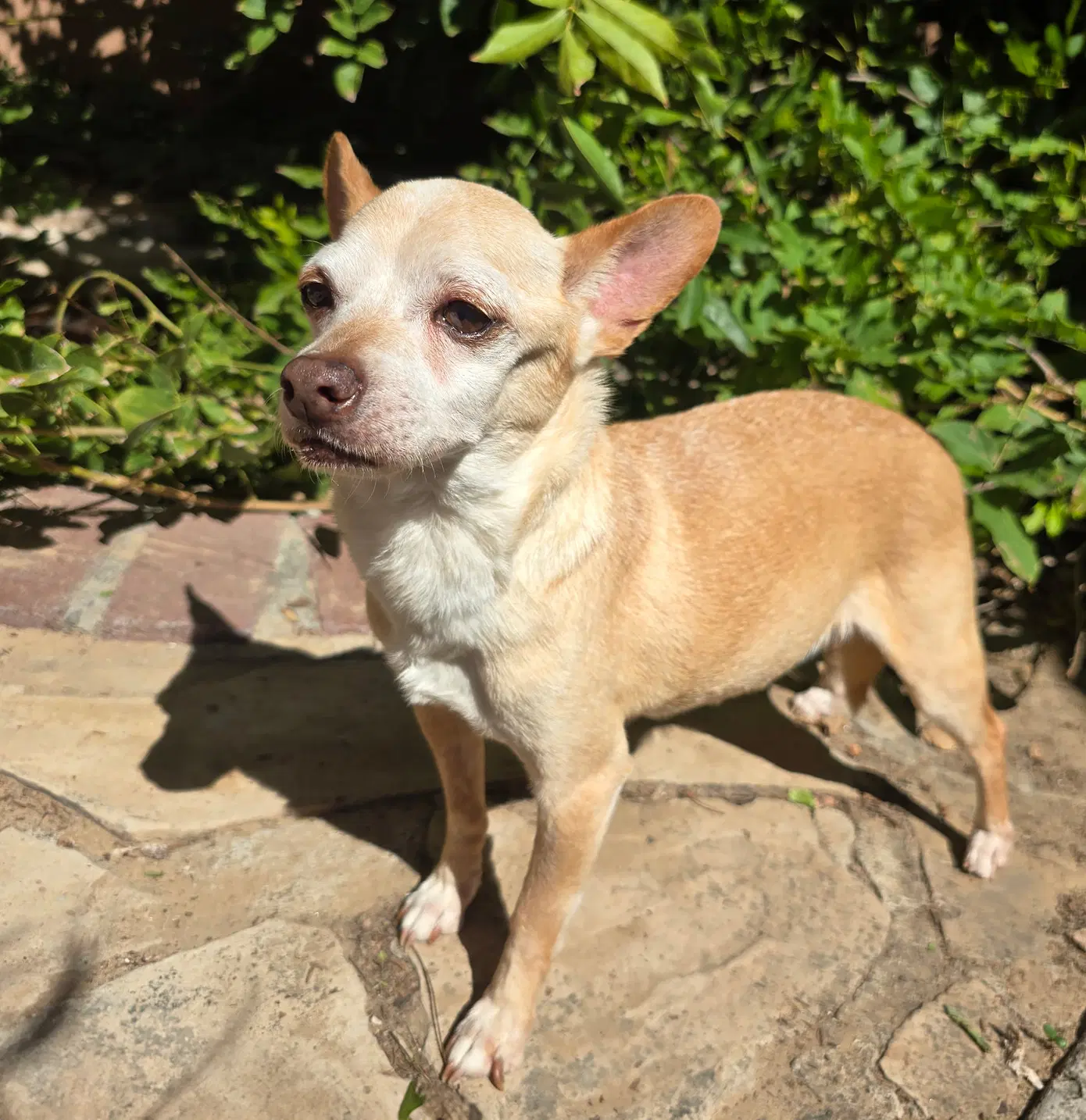 Worthy Lil Mr Willie  Outlaw Chihuahua Cuddler - Chihuahua