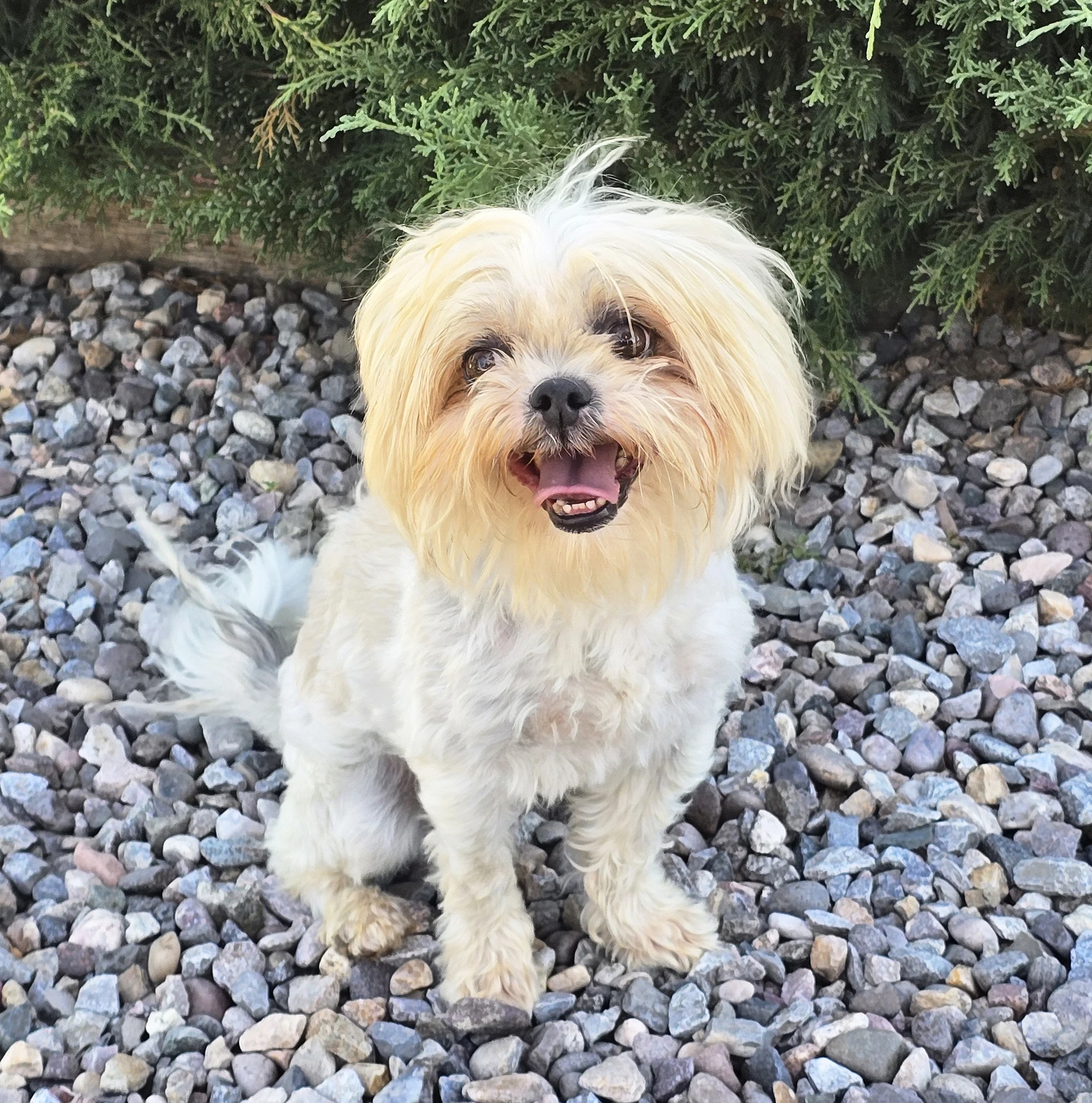 Yummy Lil Ms Yubi  Sizzling Shih Tzu