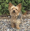 Wise Lil Mr Whisper ~ Yummy Yorkie — Albuquerque, NM Adoption