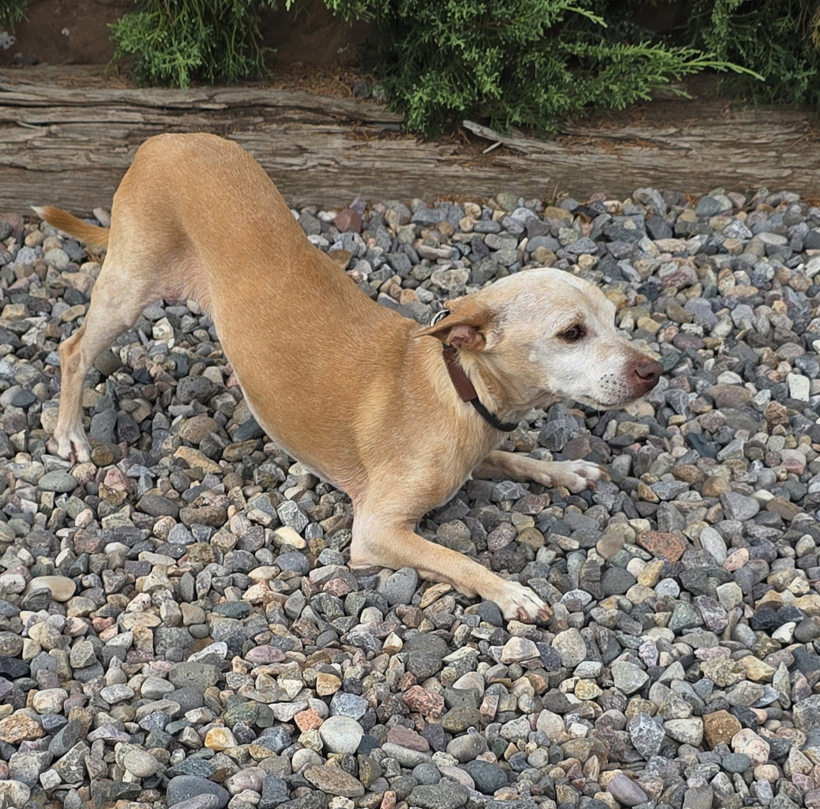 Wonderous Lil Mr Waylon ~ Charming Chihuahua