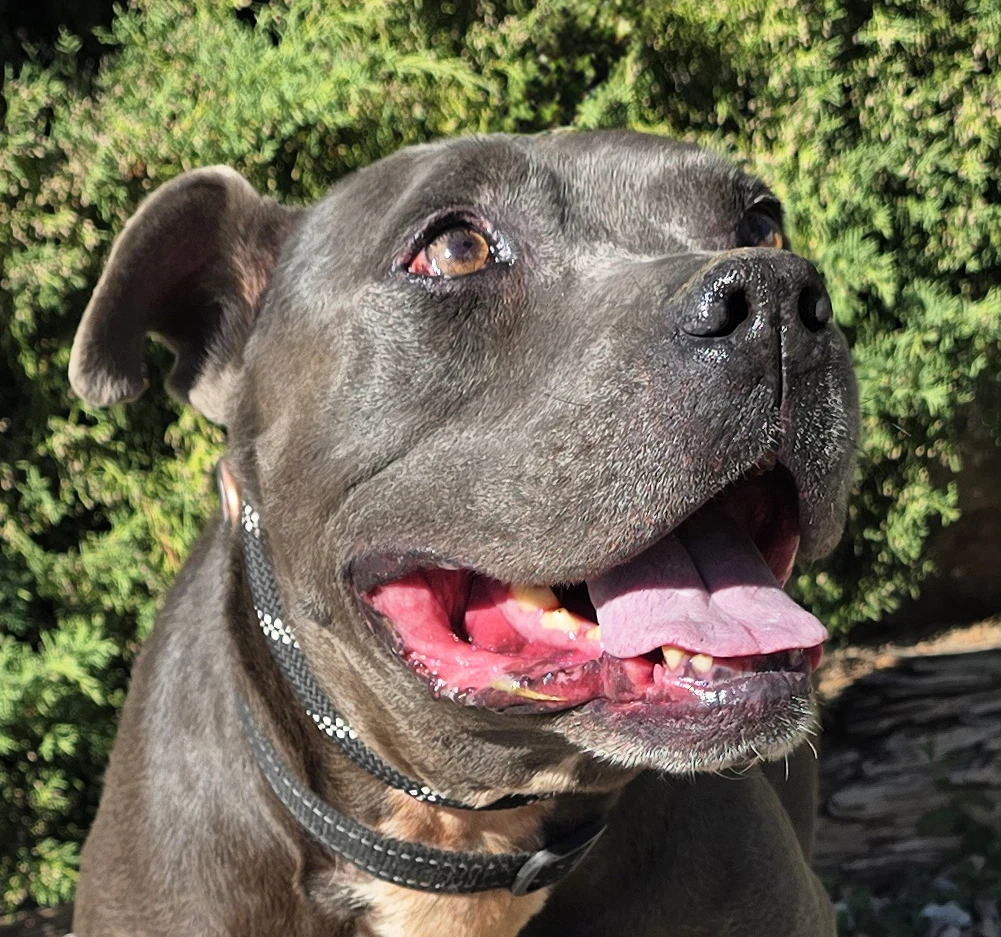 Adorable Mr Aioli  American Bully