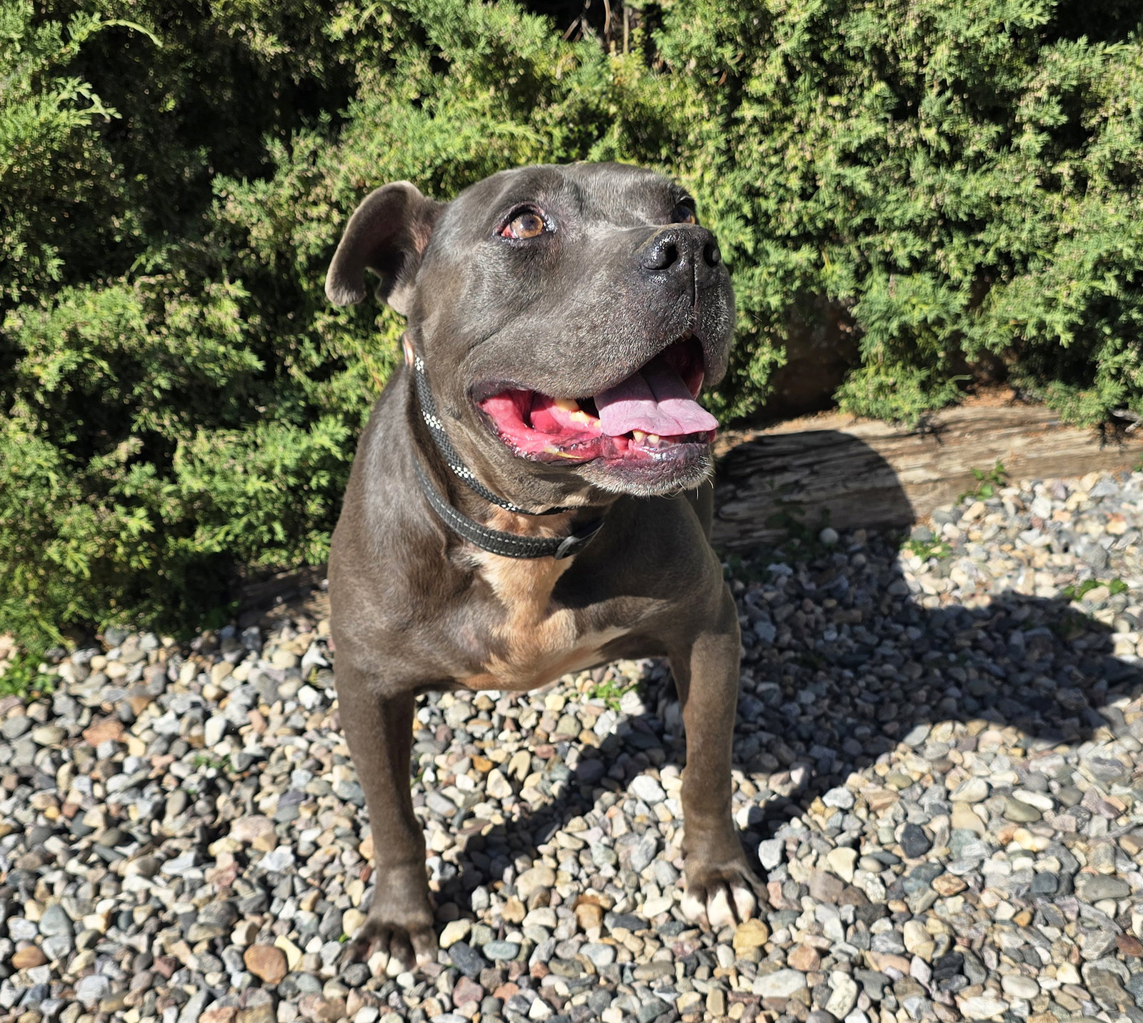 Adorable Mr Aioli ~ American Bully, photo 3