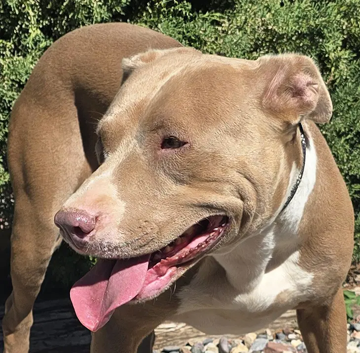 Pretty Ms Pinon  Cuddly Amstaff - American Staffordshire Terrier