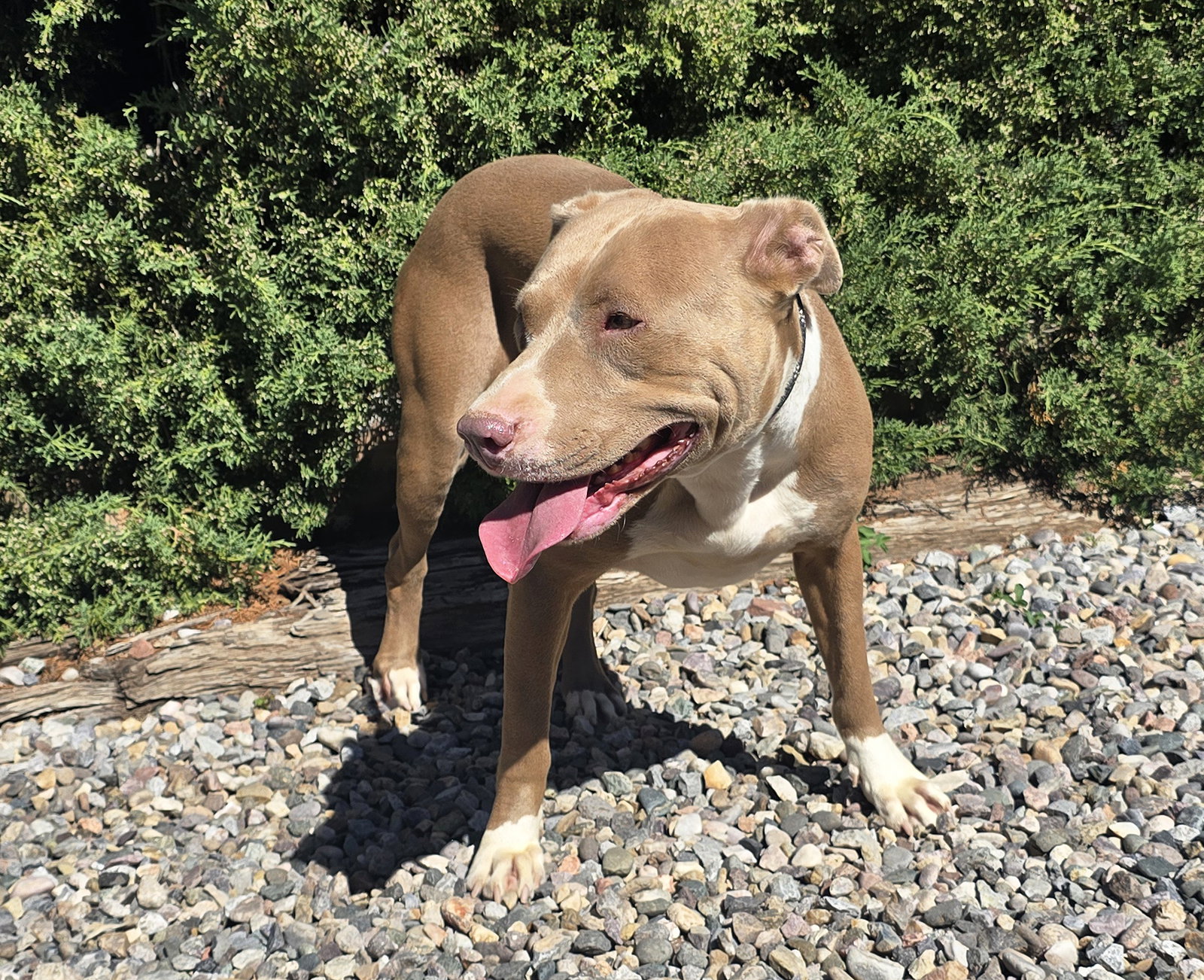 Pretty Ms Pinon ~ Cuddly Amstaff, photo 2