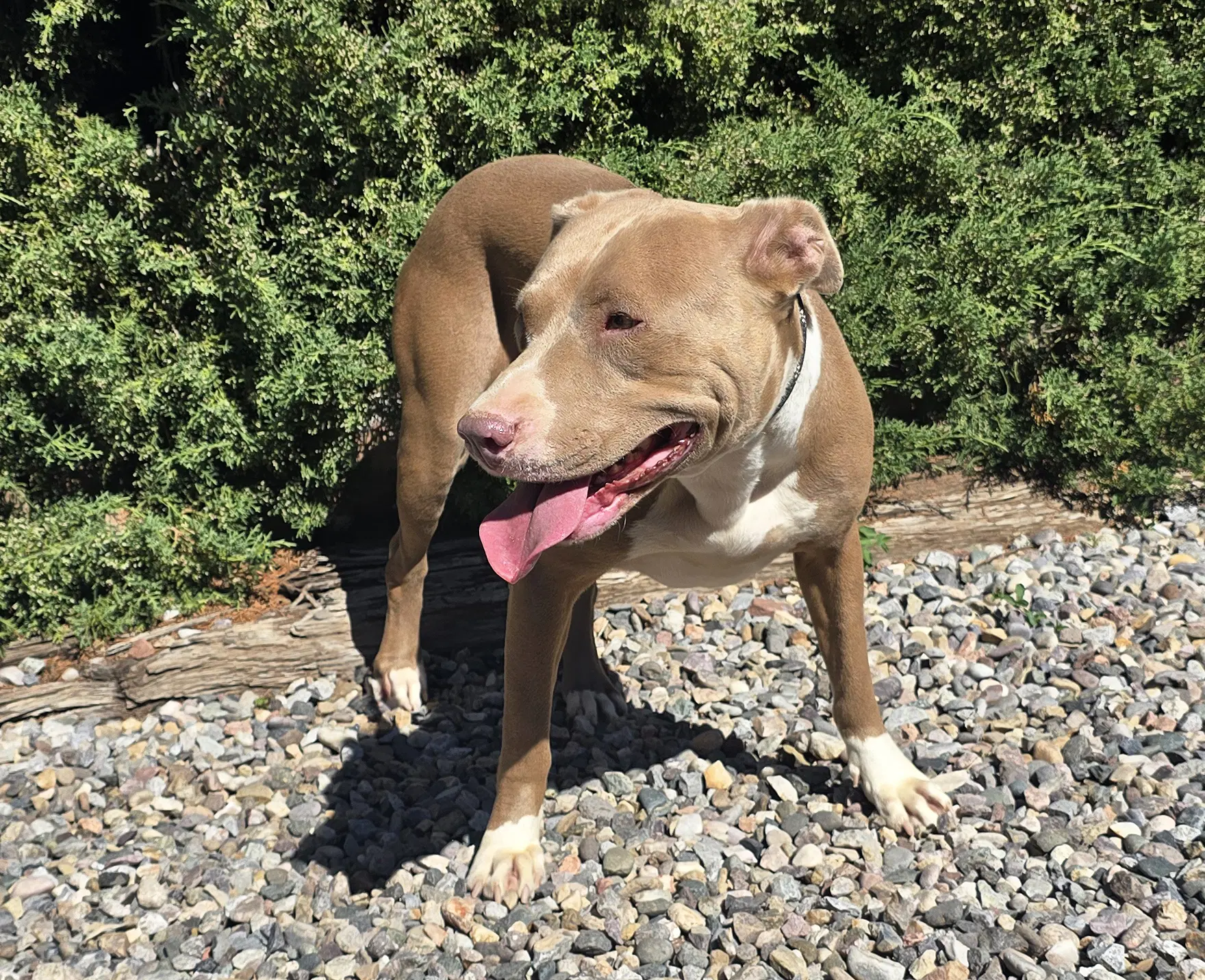 Pretty Ms Pinon  Cuddly Amstaff image 2