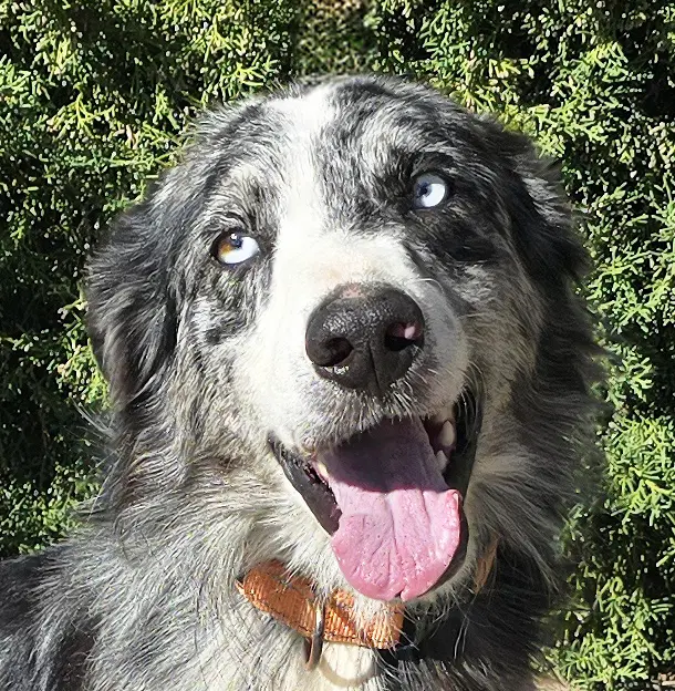Beaming Mr Bryson  Sweet Aussie - Australian Shepherd