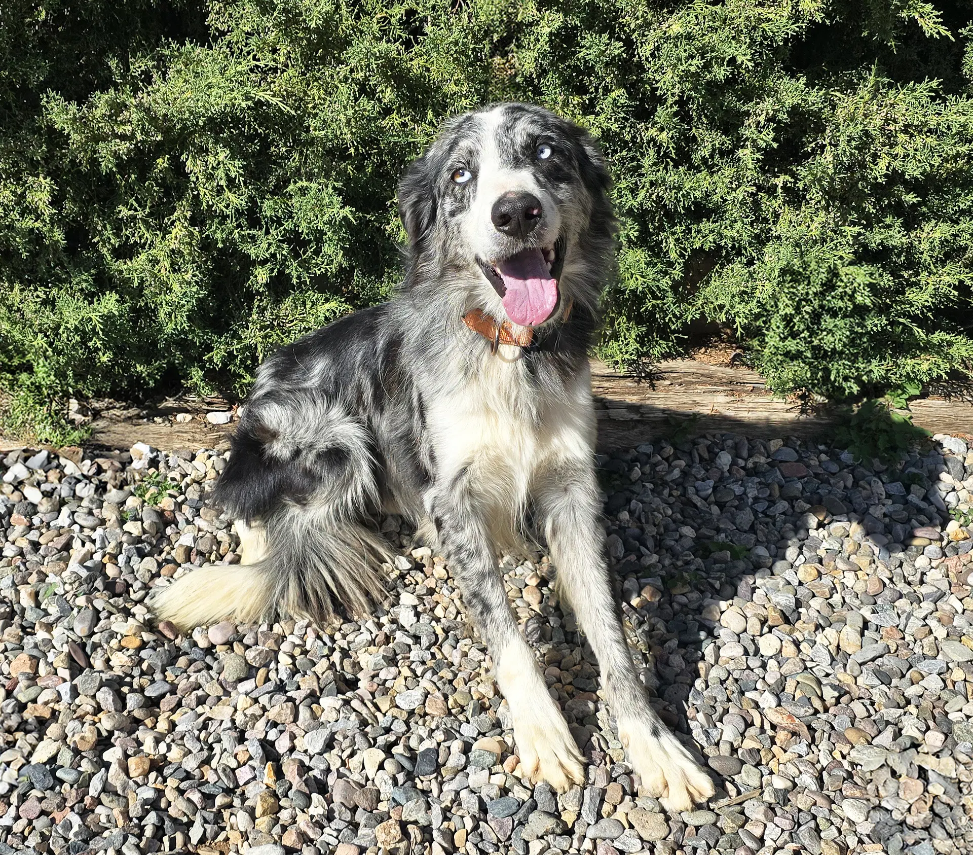 Beaming Mr Bryson  Sweet Aussie image 2