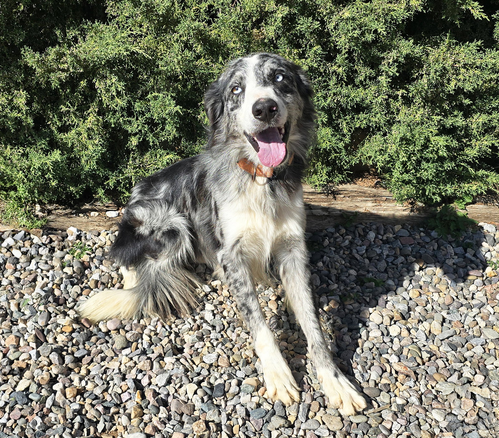 Beaming Mr Bryson ~ Sweet Aussie, photo 3