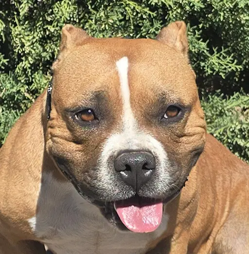 Sexy Ms Sabra  Gorgeous Pocket Bully - Pocket Bully