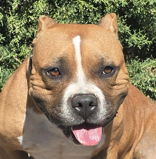 Sexy Ms Sabra  Gorgeous Pocket Bully