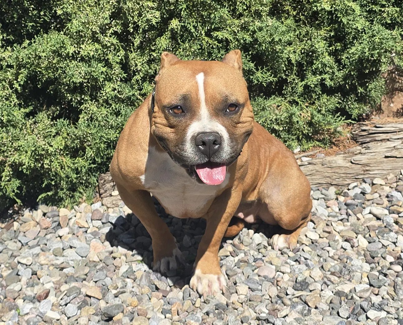 Sexy Ms Sabra  Gorgeous Pocket Bully image 2