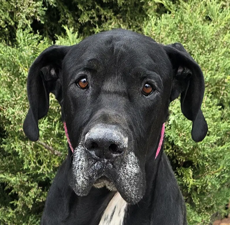 Dedicated Dude  Great Dane - Great Dane