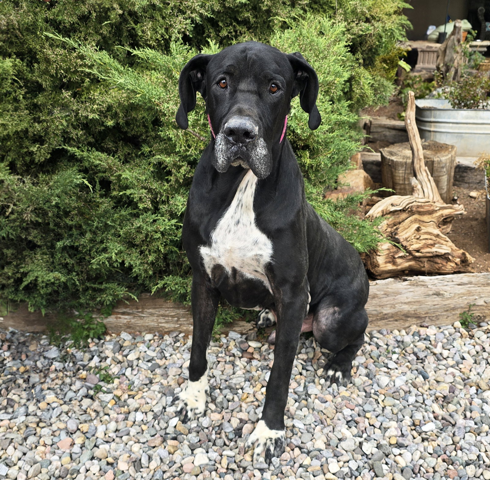 Dedicated Dude ~ GREAT Dane !, photo 2