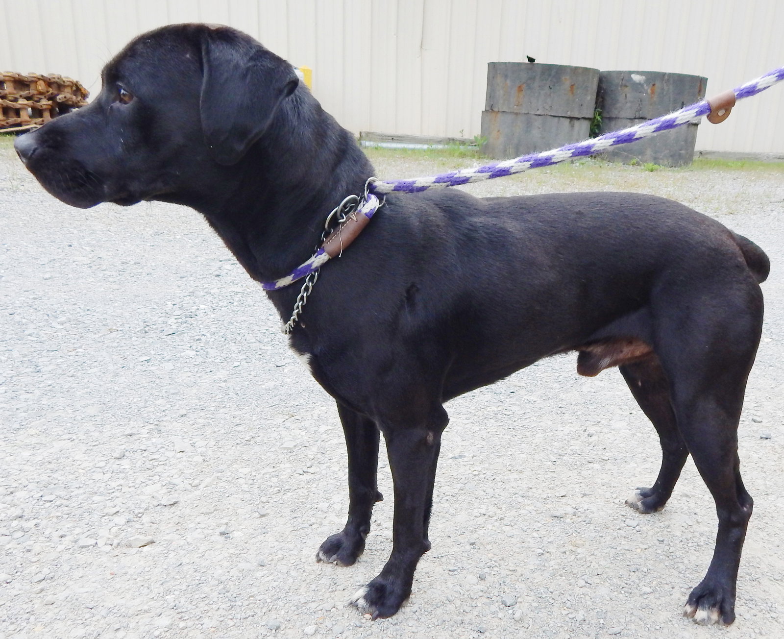 Dog for Adoption Bernie 51416, a Black Labrador Retriever in Mount