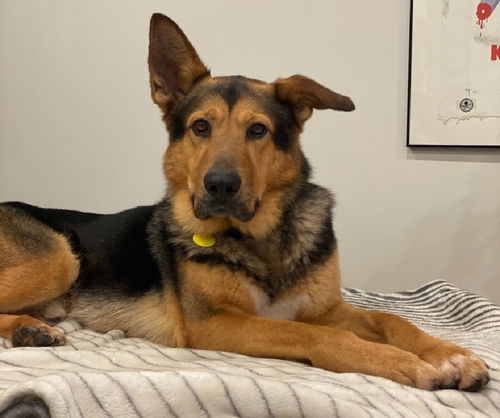 picture of the dog needing adoption