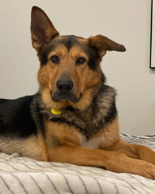 CONSTANTINE - German Shepherd Dog available for adoption