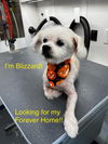 adoptable Dog in  named Blizzard (Bonded pair with Minnie)